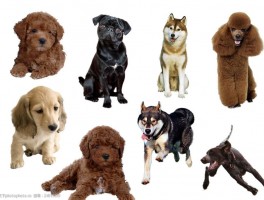 两个月贵宾犬的饲养指南：如何科学养宠