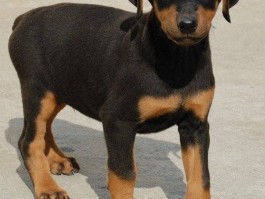 比熊换牙期是几个月：了解比熊犬换牙期的关键知识