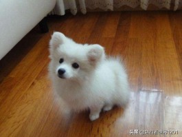 八个月金毛犬：成长关键期的养护指南