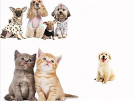 五个月的博美犬怎么养：全方位养护指南