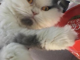 奶猫吃完就拉屎什么原因 - 宠物医生解答
