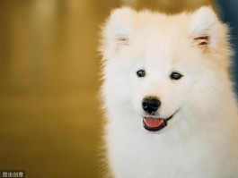 狗狗雄雌：了解性别差异对宠物护理的影响