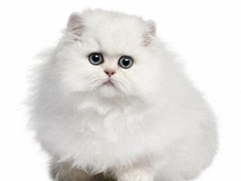 小猫六个月会怀孕吗？揭秘猫咪生育之谜