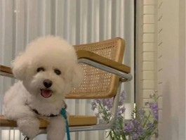 狗狗3个月是几岁了？揭秘狗狗年龄换算之谜