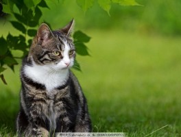 猫咪一直舔鼻子：原因与对策解析