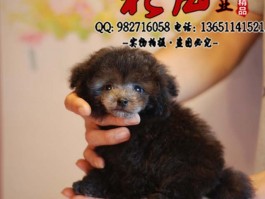 比熊四个月左右大概多少斤？了解比熊犬的生长标准