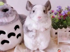 养古牧一个月多少钱：全面揭秘古代牧羊犬的养育成本