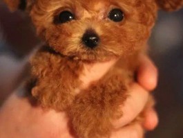 狗狗技能：训练你的宠物犬成为多才多艺的伙伴