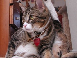 一个月的小猫怎么养活：新手养猫攻略