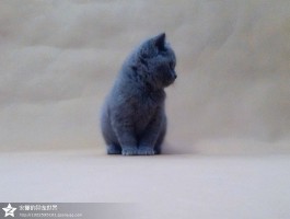 猫咪几个月换牙：了解猫咪换牙的全过程