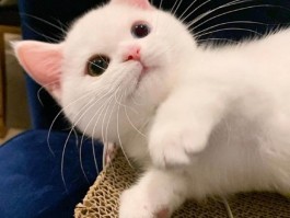 猫怀孕一个月流产了：原因、预防和应对措施