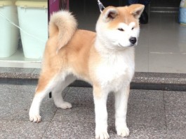 狗狗怎么上厕所：训练与习惯养成全攻略