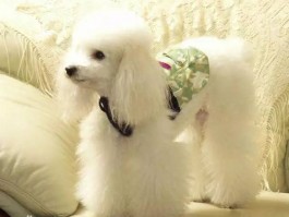 猫咪偶尔咳嗽：原因分析与应对措施