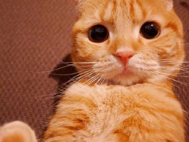 九个月狗狗算成犬吗？揭秘狗狗成长的关键阶段