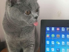 猫咪的用品：为您的小家伙打造舒适生活