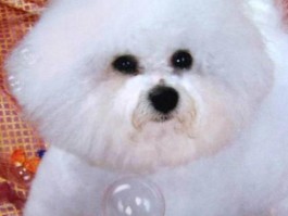 狗狗龟头：了解常见问题与处理方法