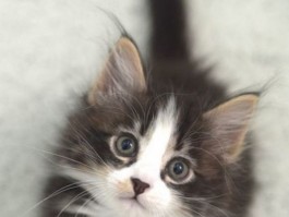 广州卖猫咪：探寻猫咪市场的魅力