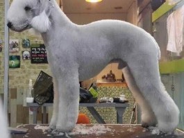 猫几个月打针？宠物医生为您解答疫苗接种全攻略