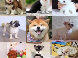 正常怀孕几个月生？揭秘孕期时长与分娩奥秘