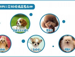 女人适合养什么狗狗？为你揭秘最适合女性的犬种