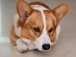 狗狗上火吃什么？宠物医生的科学建议