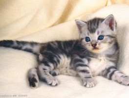 三个月的猫咪怎么养：新手养猫攻略