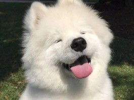猫烧焦是什么原因？揭开真相的背后