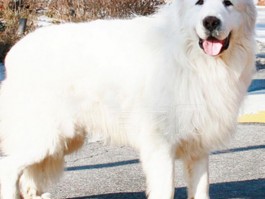 1个月德牧幼犬：健康成长的关键指南
