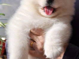 藏獒几个月停止长高：了解藏獒的生长周期