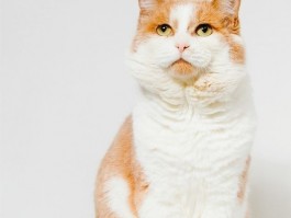 狗狗能吃年糕吗？揭开真相