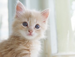 一个月小猫几天拉一次？新手猫主必读指南