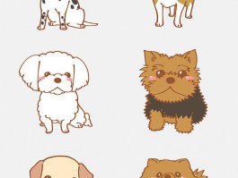 猫咪前脚肿了：原因与应对措施