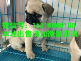 一个月小猫不吃猫粮：原因分析与解决方法