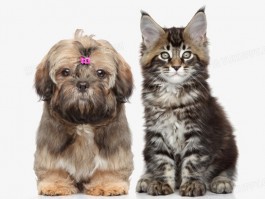 猫咪叫怎么办：解析猫咪叫声背后的含义