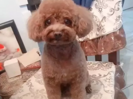 怎样训练猫咪