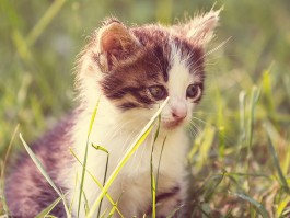 一般猫咪什么时候换牙