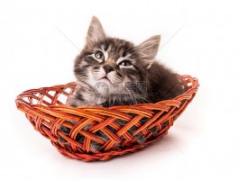 猫咪玩具店：为您的爱猫打造快乐天地