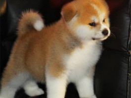 肥胖猫是什么原因