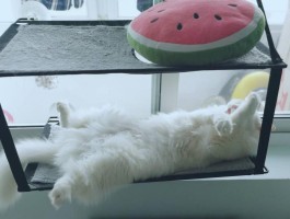 猫咪能吃鸡心吗？揭开真相的一篇文章