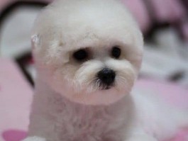 猫喘呼呼的是什么原因？——宠物医生为您解答