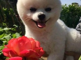 怀孕猫咪流血怎么回事
