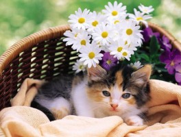 猫咪产后多久可以洗澡？