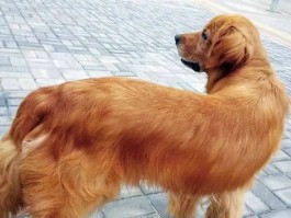 标题：狗狗跳蚤圈——守护宠物健康的秘密武器