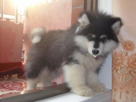 狗几个月打狂犬疫苗？科学免疫指南