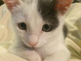 猫咪睡觉时间：揭秘猫儿的神秘作息