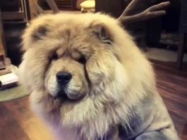 流浪猫找猫的原因：揭秘背后的真相