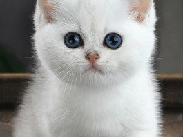 猫咪大便干硬：原因、预防和治疗方法