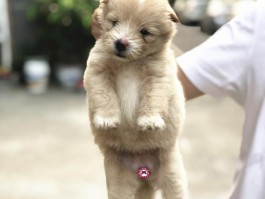 猫咪为什么喜欢摸下巴