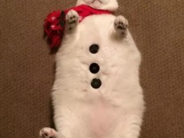 猫咪睡床上怎么办：宠物医生的专业建议