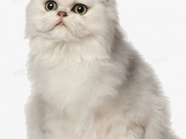 怎样教育猫咪：打造和谐共处的生活环境